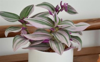 冬天怎么养油画婚礼吊兰，温度控制在20-25度左右