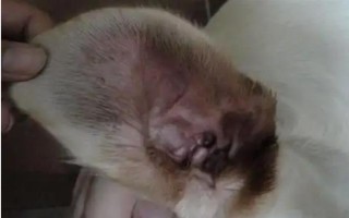 狗狗耳道发炎会怎样,可能会引发中耳炎