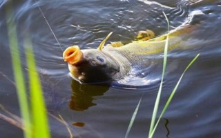 4号伊势尼钓多大的鲤鱼,通常垂钓体重在4斤以内的鲤鱼