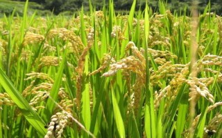 泰优2165水稻种子特点,注意及时防治病虫害