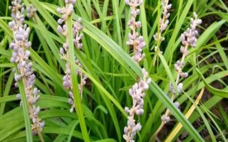 麦冬的价格，各地区的售价不同