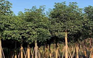 什么是秋枫,属于大戟科、秋枫属乔木