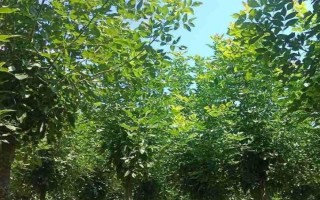 白蜡树苗的价格,一般都在5元以上一株