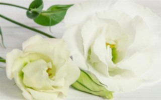 白色洋桔梗的花语，寓意纯洁美好、真挚爱情等