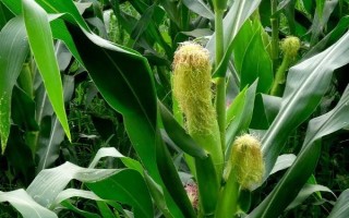 中禾201玉米种子特征特性，春播出苗至成熟110天