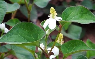 鱼腥草的外观，叶片紫红、茎干上有茎节且长着须状根