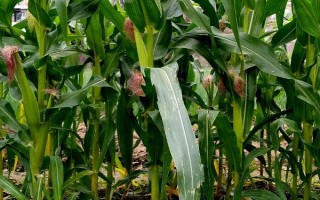 曲辰11号玉米种子特征特性，平均生育期131天