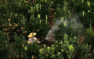 柑橘落果的原因,需要对症下药
