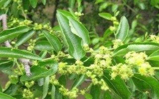枣树花期要打什么药，吡虫啉、噻虫嗪、苏云金杆菌等药物均可使用