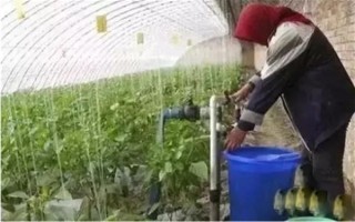 冲施肥的使用技巧,需正确选择冲施肥的肥料种类