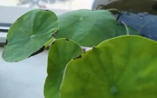 荷花叶子的形状，荷叶为圆形