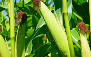 赤糯二号玉米种子特点，中抗弯孢菌叶斑病(5MR)