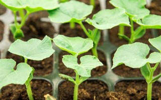 秋冬丝瓜定植后的管理方法，喷施新高脂膜可缩短缓苗期