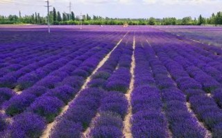 薰衣草的繁殖方式，可播种育苗或扦插繁殖