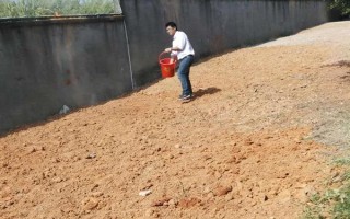 鼠茅草怎么育苗，将种子与细沙混匀后再撒播