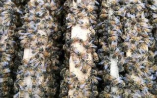 中蜂取蜜时间，暖和天气要在傍晚取蜜