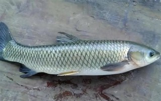 2.0号子线可以钓多重的鱼，确保质量能应付10斤以内的鱼类