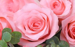 粉玫瑰不能随便送人的原因，所代表的含义随着赠送时期而发生变化