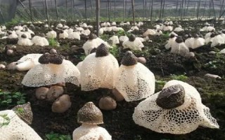 竹荪的价格，一斤需要75-350元左右