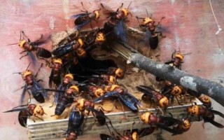 胡蜂的养殖方法，选好品种，控制好雌雄比例