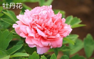 黑暗之花有哪些,常见彼岸花、双生花、黑百合等品种