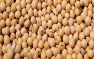 闽豆10号大豆种子简介，春植密度每亩1.4万株左右