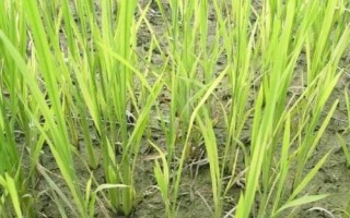耕香优荔丝苗水稻品种简介,籼型三系杂交晚稻迟熟品种
