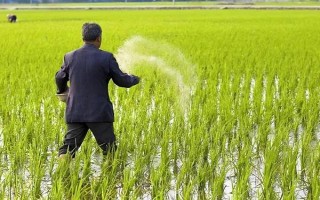 水稻插秧后的田间管理方法，大苗移栽后可以灌深一些水