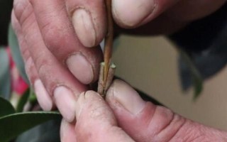 茶花是如何嫁接的，通常在6月份或者7月份进行