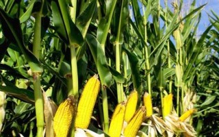 豫禾516玉米品种的特性，中等肥力以上地块栽培