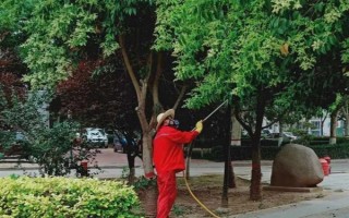 无患子树如何种植，在春季进行栽种为佳