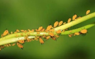 噻虫嗪可以防治哪些害虫,比吡虫啉更有优势