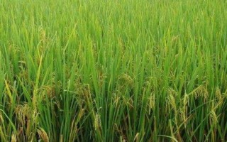 早籼1706水稻种子介绍,在重病区还要注重稻瘟病的防治
