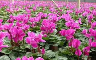 让仙客来种子快速发芽的方法，要放在适温环境中催芽并喷水保湿