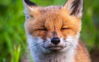 狐狸适合在什么环境下生活，可以在森林、草原、半沙漠中生存