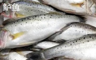 鲈鱼的别称，又称花鲈、四肋鱼等