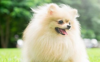 狗狗身上有皮屑的原因，可能是感染了皮肤病或营养不良等