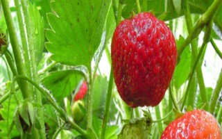 哪些因素会影响草莓膨大,主要有种子、温度、光照等5个原因