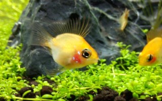 金波子是什么鱼，是荷兰凤凰的变种