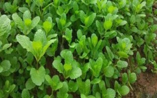薄荷如何生长，发苗期、分枝期、现蕾开花期、种子成熟、休眠期