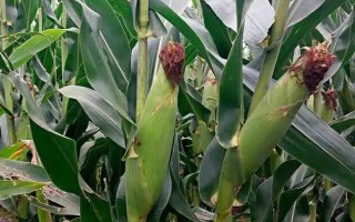 潞玉39玉米品种简介,适宜播期6月10日左右
