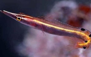 班度鳚好不好养，攻击性较强但容易饲养