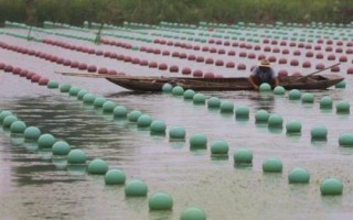 珍珠蚌适合在东北养殖吗，北方不宜养殖、在南方地区更合适