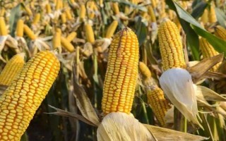 金顿302玉米种子特征特性，并注意防治玉米丝黑穗病