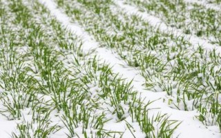 冬小麦和春小麦的区别，生长习性和播种时间均不同