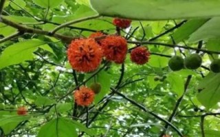 什么是构树,属于桑科、构属落叶乔木