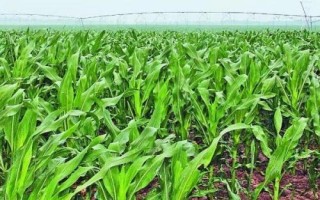 圣瑞818玉米种子介绍,播种期4月下旬至6月中旬