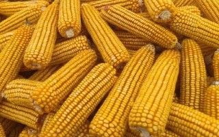 庆科玉1号玉米种的特征特性，生育期为144.8天