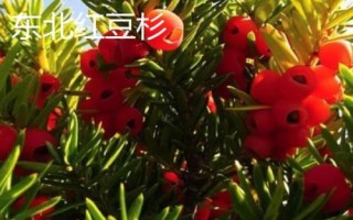 红豆杉种子价格，约200-300元左右一斤