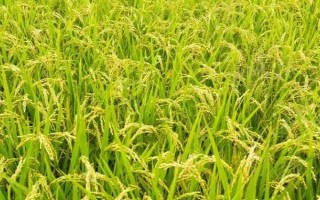通禾867水稻种子介绍,生育期间注意及时防治稻瘟病